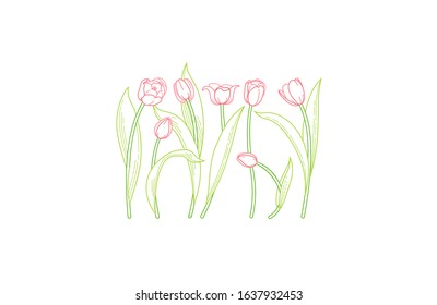 Vector line art set of blooming spring flowers. Tulip flower line art. Symbol for Women's Day, Mothers Day. Isolated tulips on white background. Design linear artwork tulips elements. Springtime