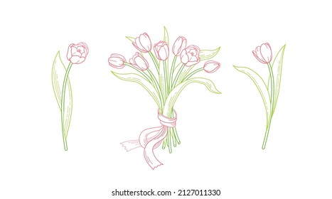 Vector line art set of blooming spring flowers. Tulip flower bouquet line art. Symbol for Women's Day, Mothers Day. Isolated tulips on white background. Design linear artwork tulips element.Springtime