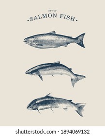 Vector Line Art Set of Salmon Fish. Illustration Salmon in vintage Style