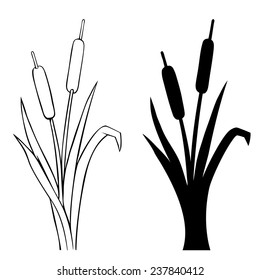 Vector line art and silhouette of reed