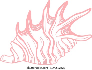 Vector line art sketch pink seashell marine picture in doodle style