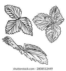Vector line art of three wild strawberry trifoliate leaves. Ideal for botanical herbarium prints, nature-inspired stationery, and rustic farmhouse decor.