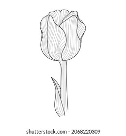 Vektorgrafik-Tulpe auf weißem Hintergrund im Vintage-Stil. Schwarz-Weiß Blume mit Blättern für die Gestaltung von Karten, Websites, eleganter Stil.