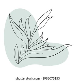 Vector line black illustration graphics flowers strelitzia with colors stains.