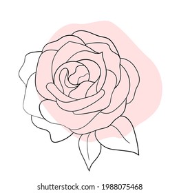 Vector line black illustration graphics flower rose with colors stains.