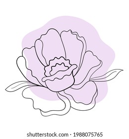 Ilustración de la línea del vector gráfico de la flor peony con manchas de colores