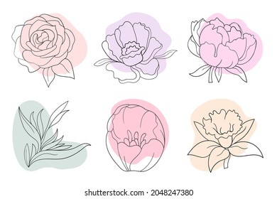 Vector line black illustration graphics flowers: peony, rose, strelitzia, daffodil with colors stains.