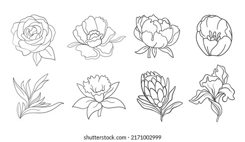 Vector line black illustration graphics flowers set: peony, protea, tulip, iris with colors stains.