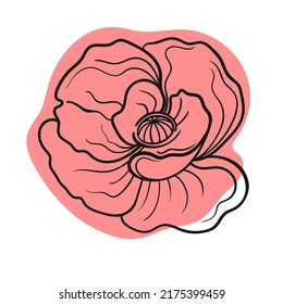 Vector line black illustration graphics flower poppy with colors stains.