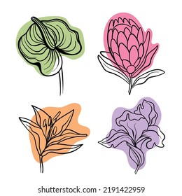 Vector line black illustration graphics flowers: lily, poppy, protea, green anthurium colors stains.