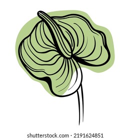 Flores gráficas de ilustraciones negras de la línea del vector: anurio verde sobre manchas de colores.