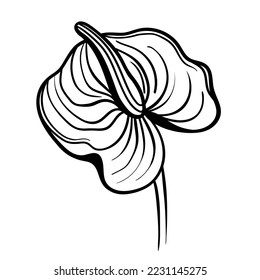 Vector line black illustration graphics flowers anthurium