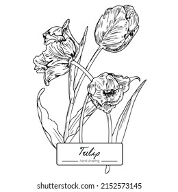 Vector line black and white bouquet tulips for festival, weddings card or woman day