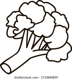 Vector line broccoli. Cartoon hand drawn cabbage