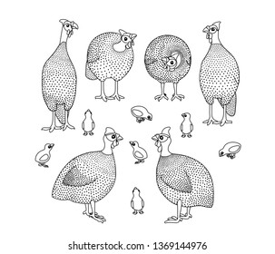 vector line cartoon animal clip art guineafowl birds