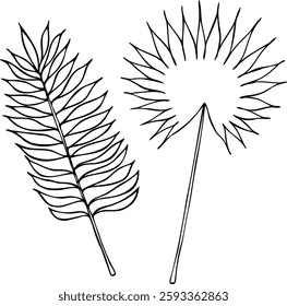 Vector line coconut and fan palm leaves isolated on a white background.
