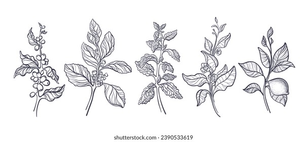 Vector line collection of tea branch. Vintage coffee, mate, green tea, aroma lemon, stevia leaves for sweet drink. Sketch illustration, nature symbol