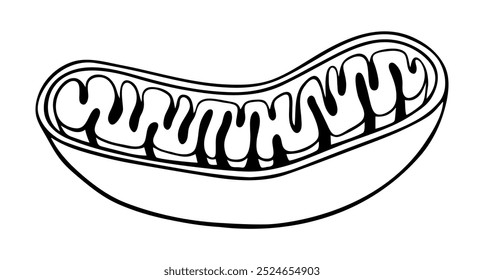Vector line diagram of Mitochondria. Cross-section view. Doodle style