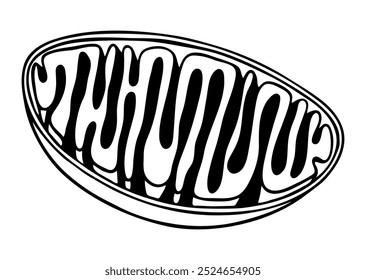 Diagrama de línea de Vector de mitocondrias. Vista transversal. Estilo Doodle