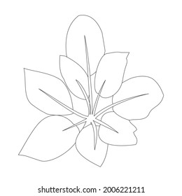 Vector line drawing of aglonema kochin leaf base, aesthetic contour. Suitable for home decoration such as posters, wall art, tote bags or t-shirt prints, stickers, mobile cases