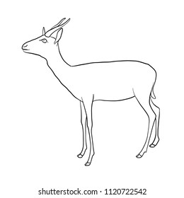 vector line drawing antelope, hand drawn illustration