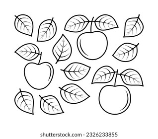 Vector line drawing of apple leaves and apple fruit. Nature and ecology. Apple, leaves, plant, icon, drawing, fetus and more. Isolated collection of apple linear icons on white background.