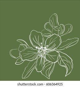 Vector Line Drawing Of An Apple-tree Flowers On Kale  Background
