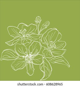 Vector line drawing of an apple-tree flowers on green  background
