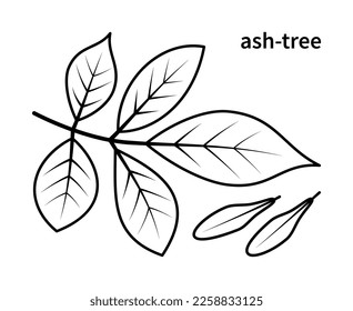 Vector line drawing of ash branch and ash fruit. Nature and ecology. Ash, leaves, plant, icon, drawing, fetus, title and more. Isolated collection of ash tree branch on white background.