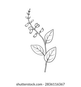 vector line drawing Ayurvedic plant, Pleurolobus gangeticus, Shalaparni, sketch of medicinal herb, isolated at white background, hand drawn botanical illustration