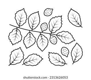 Vector line drawing of beech branch and beech fruit. Nature and ecology. Beech, leaves, plant, icon, drawing, fetus and more. Isolated collection of beech branch on white background.