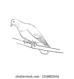 Vector line drawing bird sitting at tree branch, sketch of dove, hand drawn songbird, isolated nature design element