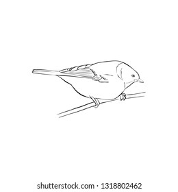 Vector Line Drawing Bird Sitting Tree Stock Vector (Royalty Free ...