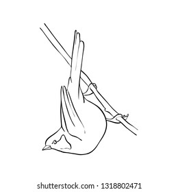 Vector line drawing bird sitting at tree branch, sketch of titmouse, hand drawn songbird, isolated nature design element