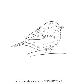 Vector line drawing bird sitting at tree branch, sketch of sparrow, hand drawn songbird, isolated nature design element