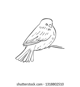 Vector line drawing bird sitting at tree branch, sketch of sparrow, hand drawn songbird, isolated nature design element