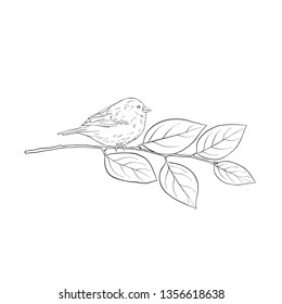 Vector line drawing bird sitting at tree branch of buckthorn, sketch of sparrow, hand drawn songbird, isolated nature design element
