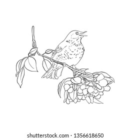 Vector line drawing bird sitting at blooming apple tree branch, sketch of thrush, hand drawn songbird, isolated nature design element