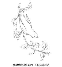 Vector line drawing bird sitting at wild apple tree branch, sketch of titmouse, hand drawn songbird, isolated nature design element