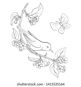 Vector line drawing bird sitting at blooming apple tree branch, sketch of songbird and butterfly, hand drawn nature design element