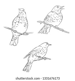Vector line drawing birds sitting at tree branch, sketch of thrush, hand drawn songbird, isolated nature design element