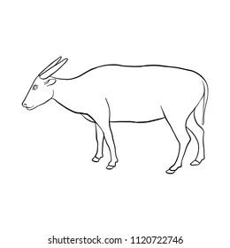 vector line drawing buffalo, hand drawn illustration