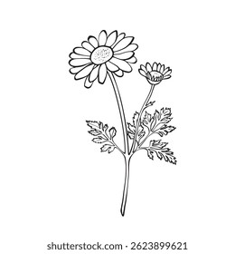 Dibujo de la línea del Vector de la flor y del tallo de la manzanilla en el fondo blanco. Ideal para empaques de té de hierbas, etiquetas cosméticas, diseños de tatuajes, marcas ecológicas e impresiones botánicas de arte mural.