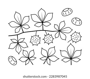 Vector line drawing of chestnut branch and chestnut fruit. Nature and ecology. Chestnut, leaves, plant, icon, drawing, fetus and more. Isolated collection of chestnut branch on white background.