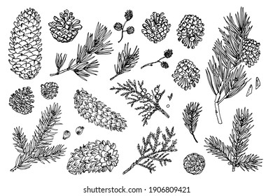 Vector line drawing. Christmas tree branches and cones  drawn by a black line on a white background. 