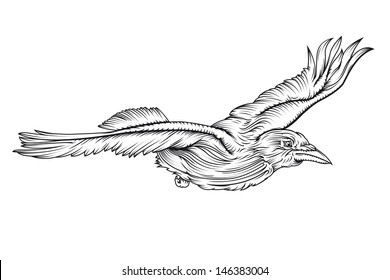 Vector line drawing of a crow flying/ Flying crow line drawing/ Easy to edit and size, simple 1 color file, detailed line drawing.