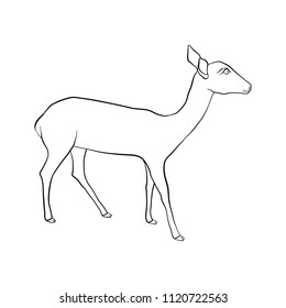 vector line drawing doe, hand drawn illustration