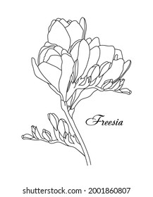 Dibujo vectorial de la freesia floral. Ilustración de aislamiento en un fondo blanco