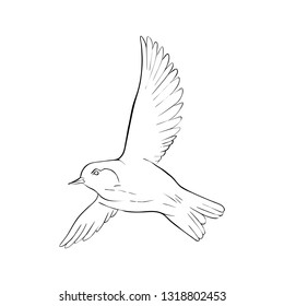 Vector line drawing flying bird, sketch of sparrow, hand drawn songbird, isolated nature design element
