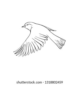 Vector line drawing flying bird, sketch of sparrow, hand drawn songbird, isolated nature design element